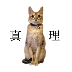 [LINEスタンプ] しのレグ2