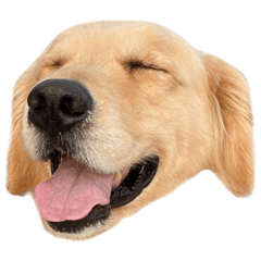 [LINEスタンプ] 今日のラフくん