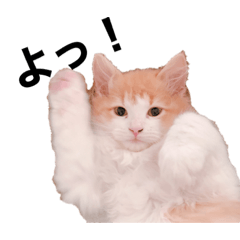 [LINEスタンプ] ちょこ＆さくら