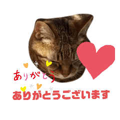 [LINEスタンプ] にゃいとめたるのあいさつスタンプ