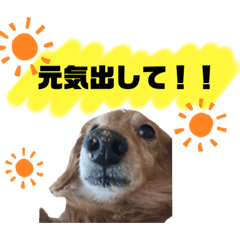 [LINEスタンプ] ダックスフンド。