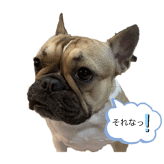 [LINEスタンプ] フレブルこむぎの日常（関西弁）