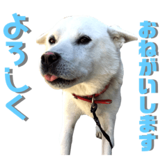 [LINEスタンプ] [激かわ] 癒し大集合
