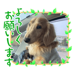 [LINEスタンプ] さくま9