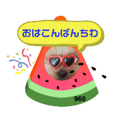 [LINEスタンプ] ヨーキーくろまるの使えるスタンプ