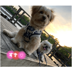 [LINEスタンプ] 愛犬はる＆なっつ