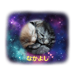 [LINEスタンプ] ミル♥️コタファミリー3(=^ェ^=)