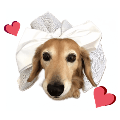 [LINEスタンプ] 愛犬さっくんPart3
