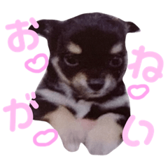 [LINEスタンプ] お顔が天才六ちゃんスタンプ