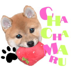 [LINEスタンプ] ちゃちゃまるスタンプオリジナル♪