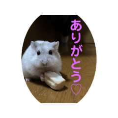 [LINEスタンプ] マメスタ(パールドワーフ)vol2