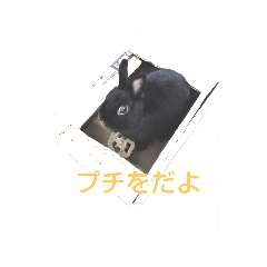 [LINEスタンプ] プチをさんとその仲間
