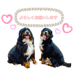 [LINEスタンプ] 愉快な8282 Z＆G