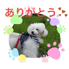 [LINEスタンプ] わんちゃん スタンプ