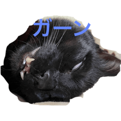 [LINEスタンプ] アオバズクスタンプ