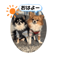 [LINEスタンプ] kocolita♡ロングコートチワワ③
