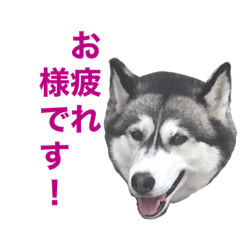 [LINEスタンプ] ぱぷ。ハスキー犬女子。好物は、焼き芋