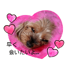[LINEスタンプ] アニマルスタンプまう