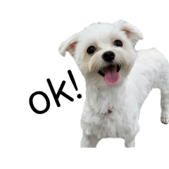 [LINEスタンプ] のんあこ