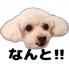[LINEスタンプ] トイプーべる②