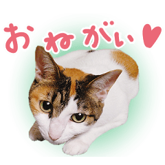 [LINEスタンプ] うちの実家にゃんこたち