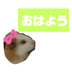 [LINEスタンプ] モルモットとなかまたち      （デカ文字）
