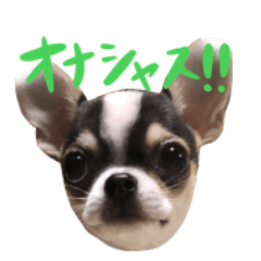 [LINEスタンプ] ワチチ！