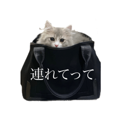 [LINEスタンプ] おうじくんスタンプ