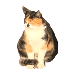 [LINEスタンプ] こんな感じー2
