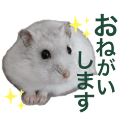 [LINEスタンプ] しゃるもちハムスタースタンプ
