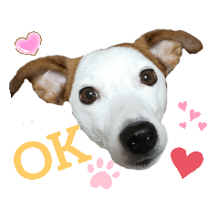 [LINEスタンプ] ジャックラッセルのリアルスタンプ日常会話