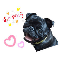 [LINEスタンプ] 黒パグのリアルスタンプ日常会話
