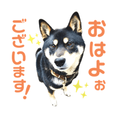 [LINEスタンプ] 表情豊かな黒柴リキたん
