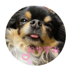[LINEスタンプ] ここあちゃんよ