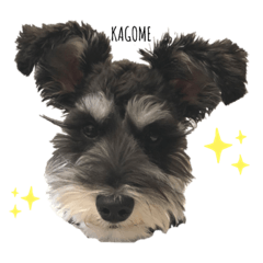 [LINEスタンプ] かごめ kawaii