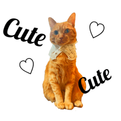 [LINEスタンプ] 実写猫ばりかわいい