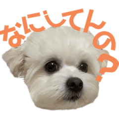 [LINEスタンプ] モカとララです。