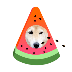 [LINEスタンプ] 愛犬ちゃっぷくん！！