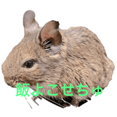 [LINEスタンプ] デグーの茶々ちゃん