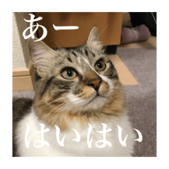 [LINEスタンプ] Leo（猫）の煽り？スタンプ！