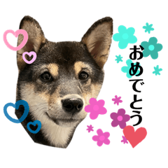 [LINEスタンプ] 黒柴犬のルークと黒白ハチワレのハン