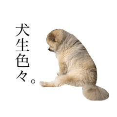 [LINEスタンプ] ラニアンです。