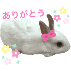 [LINEスタンプ] うさぎのルナ 2