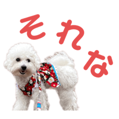 [LINEスタンプ] ビションフリーゼのこもも