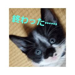 [LINEスタンプ] レオの記録2