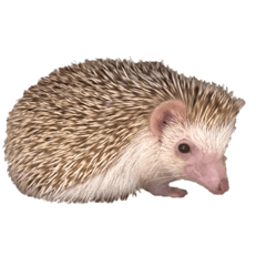[LINEスタンプ] ハリネズミのかお