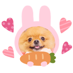 [LINEスタンプ] ポメラニアンわさびチャン3