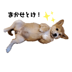 [LINEスタンプ] inari_tok