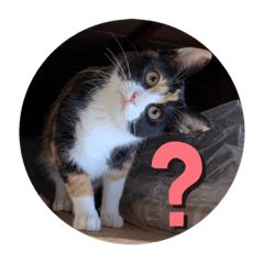 [LINEスタンプ] 三毛猫☆COCOちゃん☆2