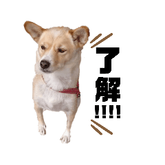 [LINEスタンプ] わんLife